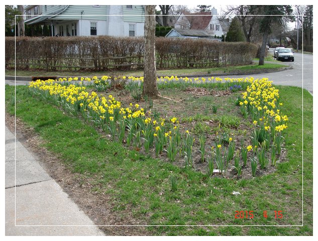 daffodil 13